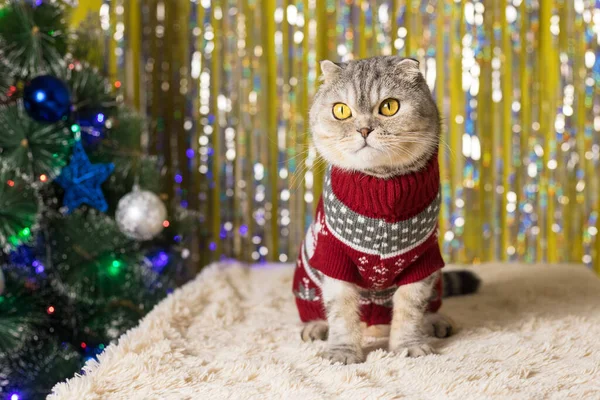 装飾されたクリスマスツリーの背景にサンタの衣装にスコットランドの折りたたみ猫 クリスマス猫 — ストック写真