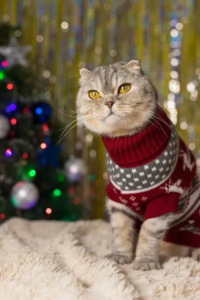 クリスマスツリーの近くには お祝いのセーターの脂肪スコットランドの灰色の折りたたみ猫が座っています 背景にはクリスマスの背景 クリスマスツリーとガーランドがあります クリスマスカード 垂直写真 — ストック写真