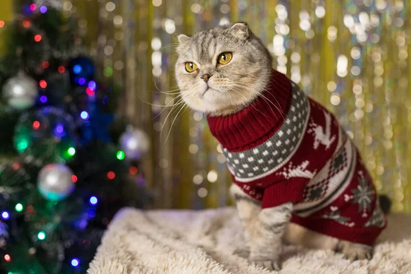 クリスマスツリーの近くのお祝いのセーターの猫 — ストック写真