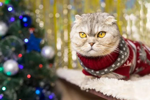 赤いセーターの猫がクリスマスツリーの前に座っている — ストック写真