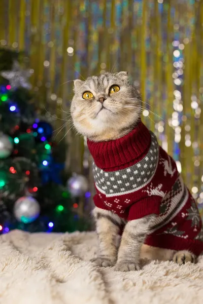 クリスマスツリーと光沢のあるティンセルを背景にした新年の赤いセーターの面白い猫 2022年は虎の年です 来年の新年 明けましておめでとうございます 垂直写真 — ストック写真