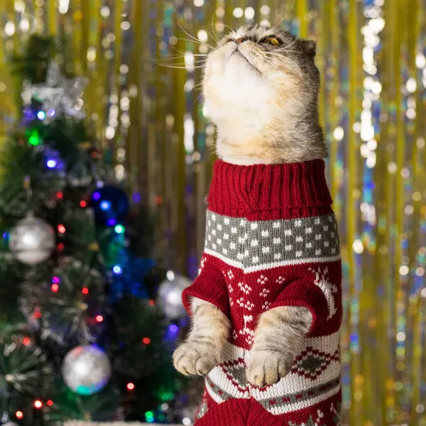 クリスマスセーターの面白い猫は クリスマスのおもちゃやガーランドで飾られたクリスマスツリーの背景に爪の後ろに立っています 赤いセーターの猫がクリスマスパーティーで踊る — ストック写真