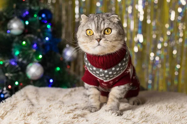 クリスマスセーターの太った猫は 装飾されたクリスマスツリーの背景に座って カメラを見ています 新年とクリスマスが近づいています — ストック写真