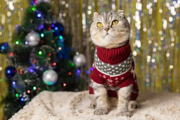 新年のセーターを着た太ったふわふわの猫がベッドの上に座って夢のように見上げています 背景にはおもちゃやガーランドで飾られたクリスマスツリーです クリスマスの夜に願い事をする — ストック写真