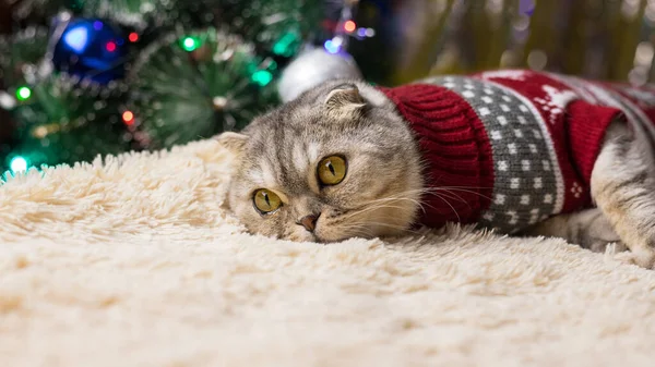 クリスマスのセーターに身を包んだかわいいスコットランドの猫が クリスマスツリーを背景にベッドの上に横たわっています クリスマスカードの写真 コピースペース付きバナー — ストック写真