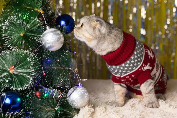 赤いお祝いのセーターのスニッフの猫とクリスマスツリーとクリスマスツリーのおもちゃを研究しています クリスマスカードのいたずら猫 — ストック写真