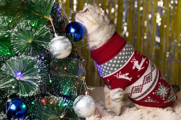 遊び心のある猫がクリスマスツリーで遊んでいます クリスマスカード — ストック写真