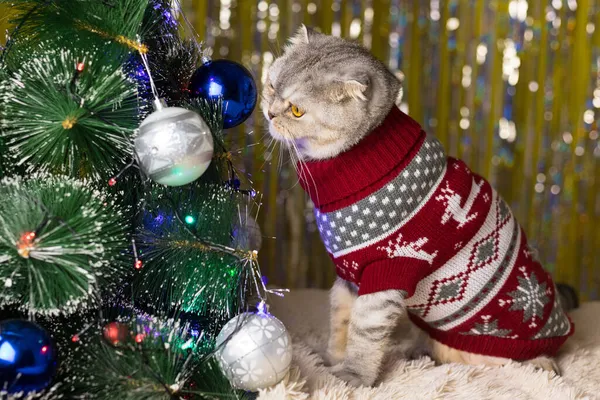 クリスマスセーターの猫はクリスマスツリーに吊るされたクリスマスツリーのおもちゃで遊ぶ 遊び心のある猫がクリスマスツリーで遊んでいます — ストック写真