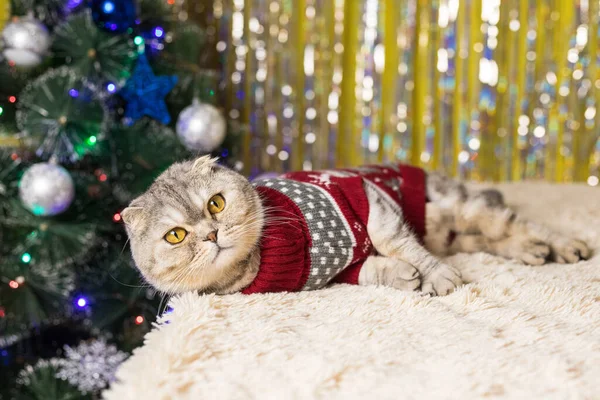 赤いクリスマスセーターのシックなスコットランドの折りたたみ猫は クリスマスツリーと光沢のあるティンセルの背景にベッドの上にあります メリークリスマス — ストック写真