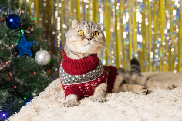 新年の赤いセーターに身を包んだスコットランドの猫は クリスマスツリーと光沢のあるティンセルを背景にベッドの上に横たわっています 2022年は虎の年です 来年は — ストック写真