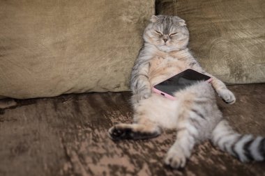 Tembel bir şişman kedi pençelerinde akıllı bir telefonla kanepede uyuyor..