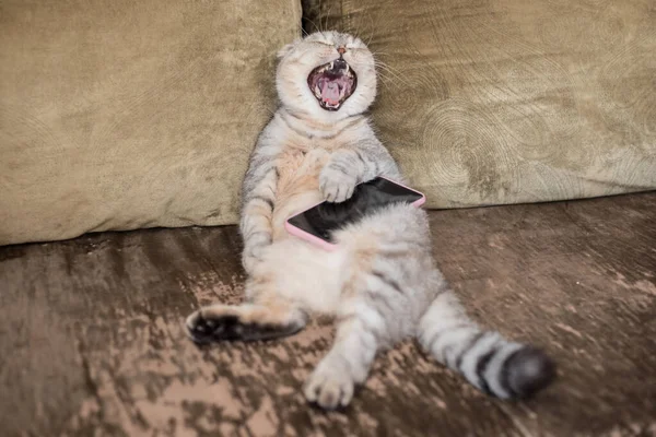 Karnında Telefon Olan Şişman Bir Kedi Kanepede Uzanıyor Tembelce Esniyor — Stok fotoğraf