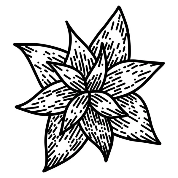 Poinsettia bloem in tekenfilm doodle stijl. Kerst ster plant lineair zwart illustratie — Stockvector