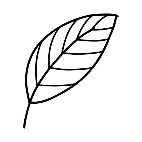 Doodle line leaf. Illustrazione vettoriale delle foglie lineari — Vettoriale Stock