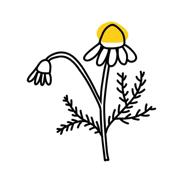 漫画のドアスタイルでカモミール。白地に孤立した野生の花のデイジーの線形インクベクトル図 — ストックベクタ