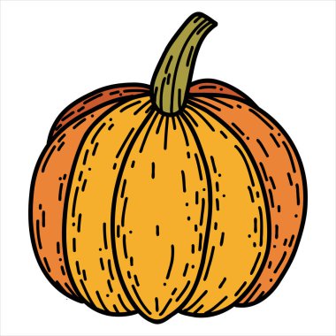 Elle çizilmiş balkabağı gibi. Doğrusal sonbahar vektör çizimi