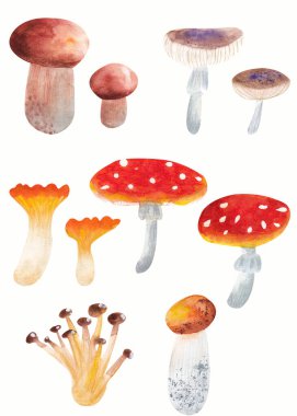 Elle boyanmış suluboya mantarlar şampiyonu, boletus, cantharellus cibarius, beyaz arka planda izole edilmiş amanita.