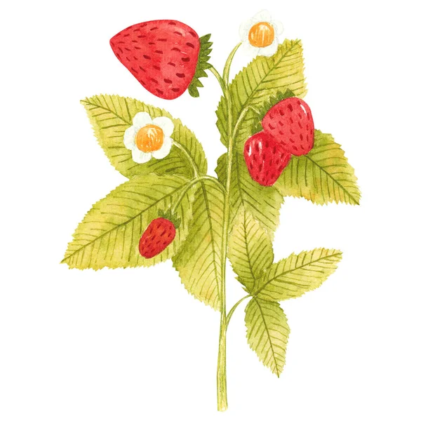 Tangan digambar cabang cat air strawberry terisolasi pada latar belakang putih. Berry musim panas segar dengan daun dan bunga untuk cetak, kartu, stiker, desain tekstil, kemasan produk — Stok Foto