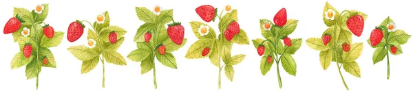 Uppsättning handritade akvarell jordgubbsgrenar isolerade på vit bakgrund. Färska sommarbär med blad och blomma för tryck, kort, klistermärke, textildesign, produktförpackning — Stockfoto