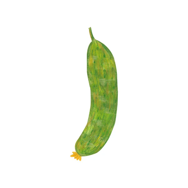 Hand drawn watercolor cucumber isolated on white background. Fresh tasty vegetable, vegetarian food, green market.