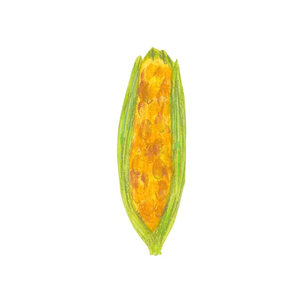 Hand Drawn Watercolor Corn Isolated White Background Fresh Tasty Vegetable — Stockfoto