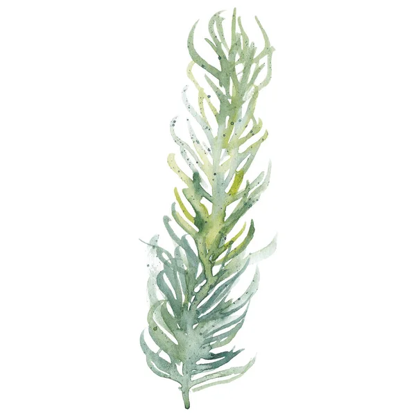 Watercolor Aquarium Plant Isolated White Background Cartoon Underwater Herb Grass — Zdjęcie stockowe