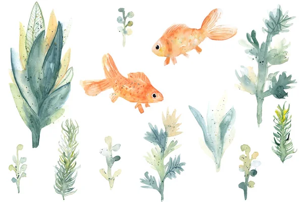 Set Watercolor Aquarium Plants Goldfish Isolated White Background Cartoon Underwater — Foto Stock
