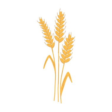 Wheat ear spikelet with grains in cartoon flat style. Vector illustration of cereal grain stem, rye ear, organic vegetarian food for backery, flour production or packaging design.