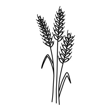 Doodle wheat ear spikelet with grains. Vector sketch line illustration of cereal grain stem, rye ear, organic vegetarian food for backery, flour production or packaging design.