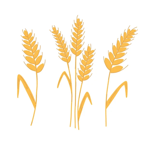 Set Wheat Ear Spikelet Grains Cartoon Flat Style Vector Illustration — Stock Vector
