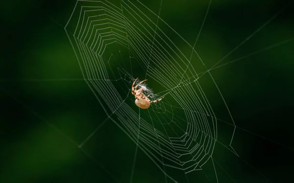 Die Spinnenart Araneus Diadematus Wird Gemeinhin Als Europäische Gartenspinne Diademspinne — Stockfoto