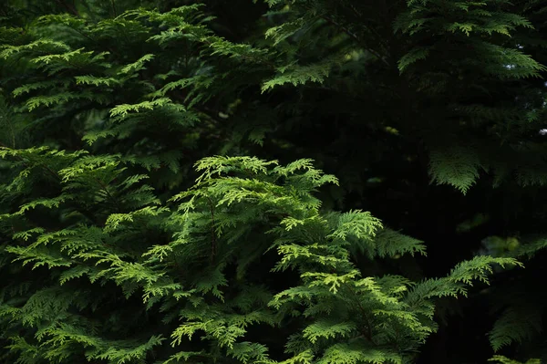 Varen Takken Met Verse Scheuten Het Voorjaar Jonge Groeiende Dennenboom — Stockfoto