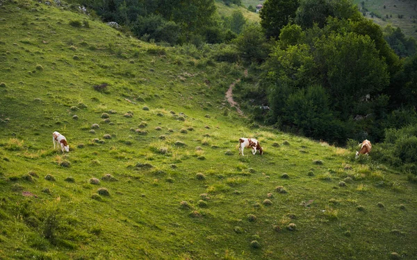Rinderherde Weidet Auf Den Hügeln Von Fundatura Ponorului — Stockfoto