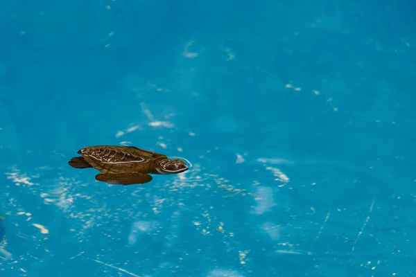 Sea Turtle Raised Captive Pool Brazil — Stock Photo, Image