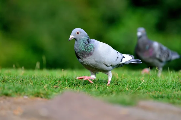 Rennpinkler — Stockfoto