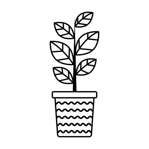 Ficus Lineal Vectorial Maceta Pelada Icono Contorno Aislado Planta Interior — Vector de stock