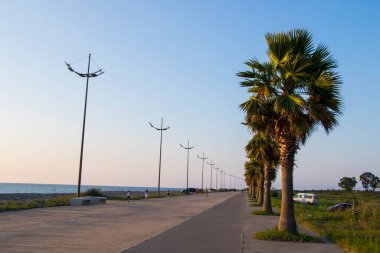 Gonia, Georgia sahilindeki palmiye ağacı. Karadeniz palmiyeleri.