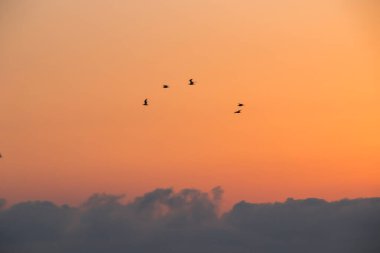 Gürcistan 'da martılar uçuyor, günbatımı gökyüzü ve deniz kuşları