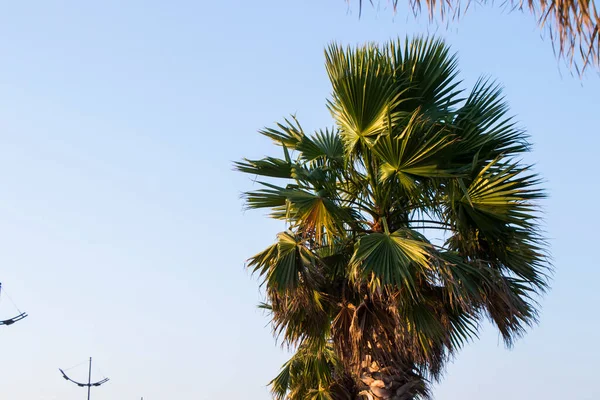 Palm Tree Beach Gonia Georgia Black Sea Palm Trees — Stock Photo, Image