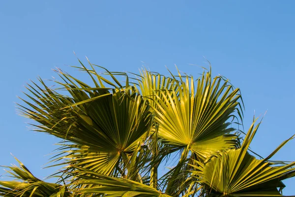 Palm Tree Leaves Close Green Blue Color — Stock Photo, Image