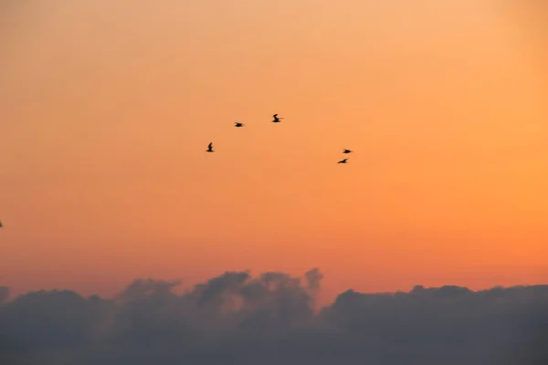 Möwen Fliegen Himmel Bei Sonnenuntergang Und Seevögel Georgien — Stockfoto