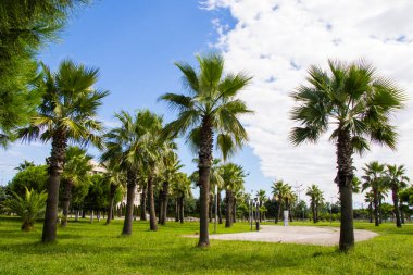 Sahildeki palmiye ağaçları, Anaklia, Georgia. Resort görünümü.