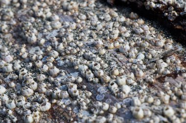 Karadeniz kıyısındaki ağaçların üzerinde büyük bir grup küçük midye.