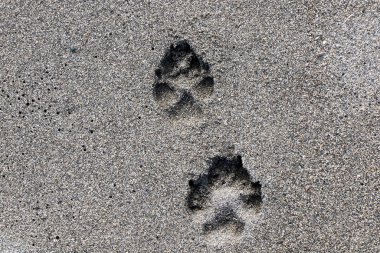 Köpeğin kumdaki iki parmak izi.
