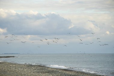 Martı Karadeniz, Georgia sahillerinde uçuyor.
