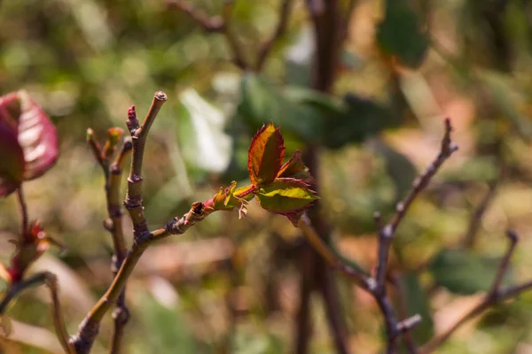 Autunno Autunno Lascia Macro Primo Piano — Foto Stock