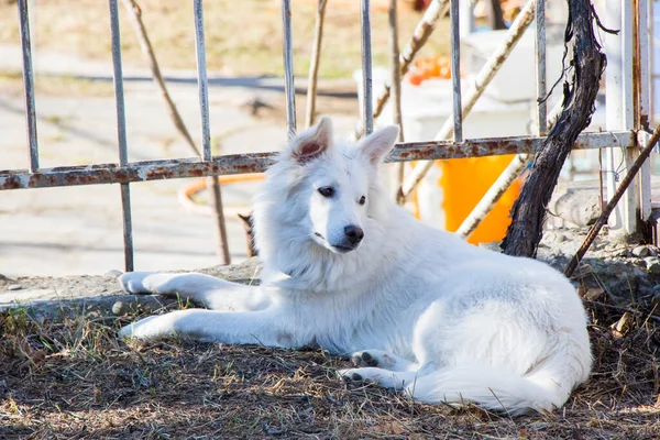 Beyaz Sviçre Çobanı Beyaz Köpek Portresi — Stok fotoğraf
