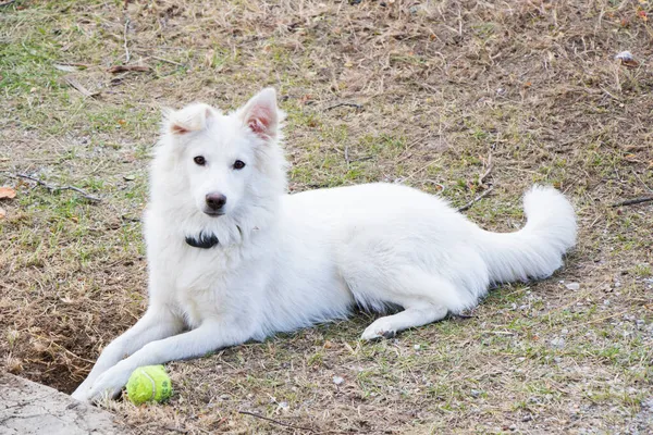 Beyaz Sviçre Çobanı Beyaz Köpek Portresi — Stok fotoğraf