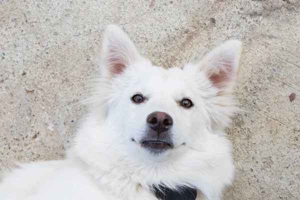 Λευκός Κύκνος Σέπαρντ Πορτρέτο Λευκού Σκύλου — Φωτογραφία Αρχείου