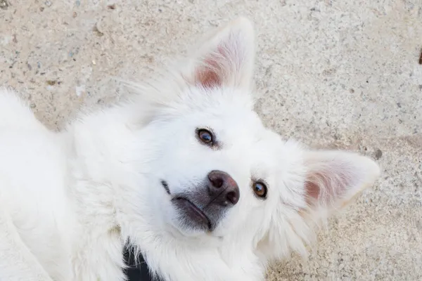 Bílý Švýcarský Shepard Portrét Bílého Psa — Stock fotografie